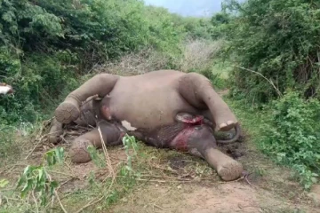 பழனி அருகே மர்மமான முறையில் இறந்து கிடந்த காட்டு யானை