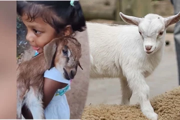 Viral Video: சிறுமி பாடிய தாலாட்டு.... ஆட்டுக்குட்டி கொடுத்த பதிலையும் ஒருக்கா பாருங்க