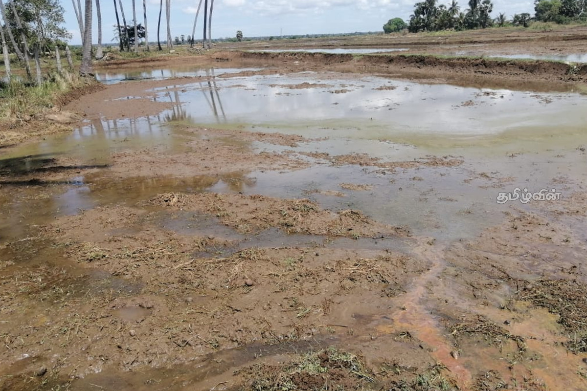 திருகோணமலையில் சிறுபோக நெற் செய்கை ஆரம்பம்! | Small Scale Paddy Cultivation Begins Trincomalee