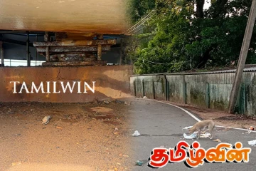 சங்கானை வைத்தியசாலை சூழலில் நாய்த்தொல்லை அதிகரிப்பு