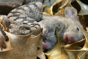 பாம்பின் பசியை உணர வைக்கும் காணொளி! எலியை வேட்டையாடிய தருணம்