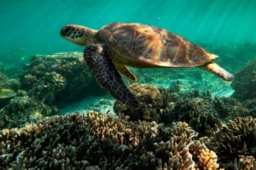 சேதமடையும் பவளப்பாறைகள்.. ஆய்வில் திடுக்கிடும் தகவல்!