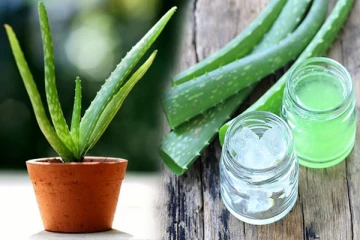 கற்றாழைப் பற்றிய இந்த உண்மைகள் எல்லாம் உங்களுக்கு தெரியுமா?