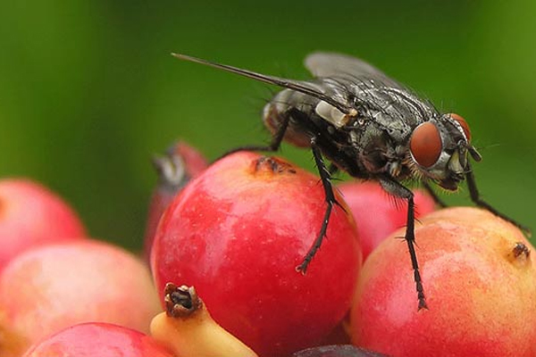 அதிகரித்து வரும் ஈக்களின் தொல்லை | Increasing Infestation Of Flies