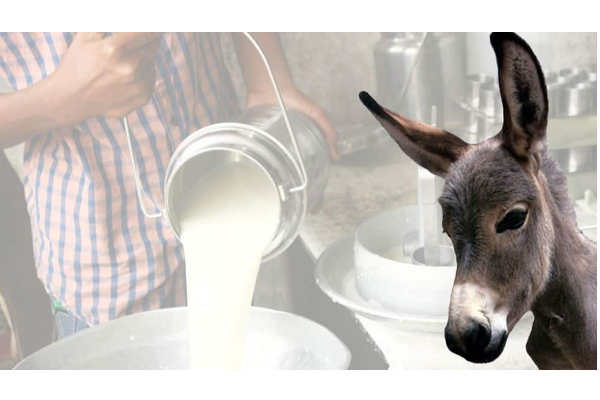 அட என்னது ஒரு கிலோ பன்னீர் 85 ஆயிரமா? உலகிலேயே இந்த வகை பன்னீருக்கு தான் மவுசு அதிகமாம்! | Worlds Expensive Cheese Known Pule Donkeys Milk