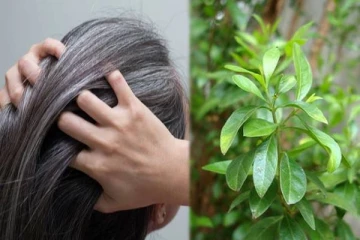 நரைமுடி கருப்பாக மாற இந்த ஒரு செடியின் இலை போதும்: இப்படி பயன்படுத்துங்கள்