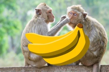 வாழைப்பழத்துக்காக சண்டை போட்ட குரங்குகள்.., ரயிலை நிறுத்தியதால் மக்கள் அவதி