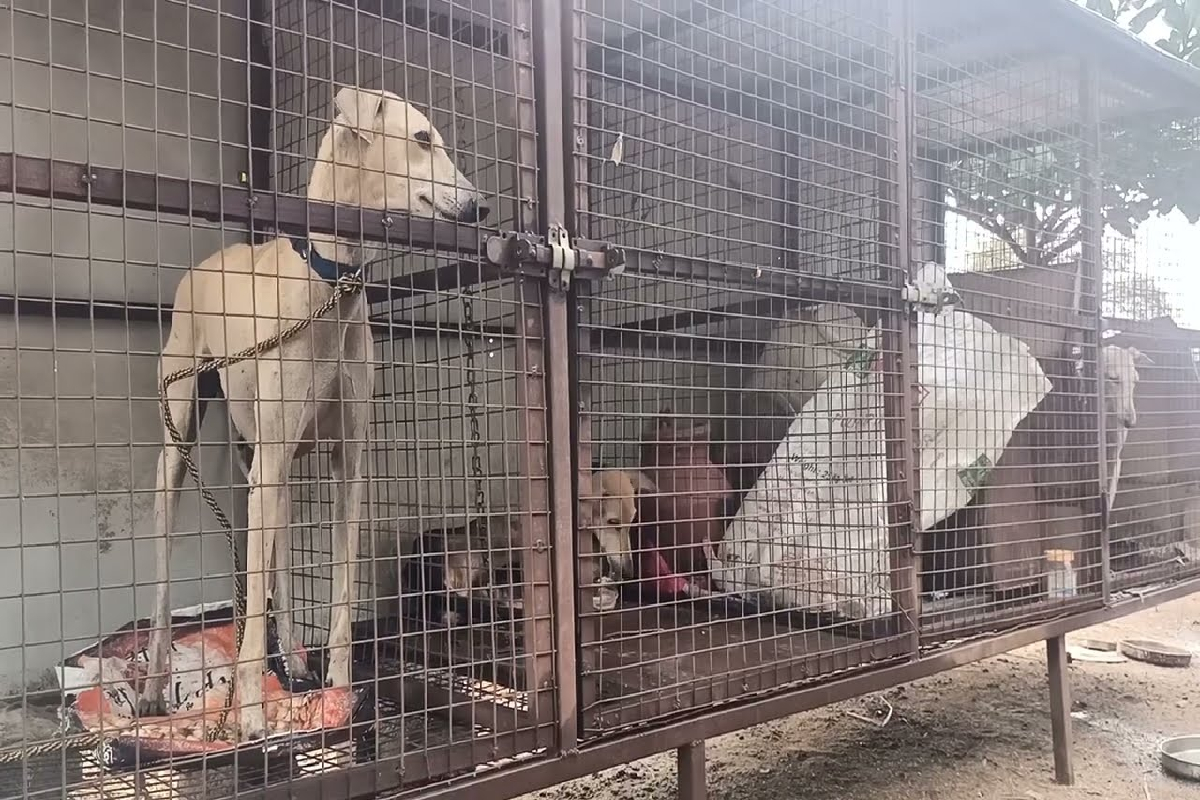 கடும் வெப்பம் : கருப்பு நிற விலங்குகள் தொடர்பில் வெளியான எச்சரிக்கை | Extreme Heat Deadly For Black Animals