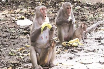 சரணாலயத்தில் இருந்து தப்பிய குரங்குகள்! நடக்க முடியாமல் அவதிக்குள்ளாகும் மக்கள்