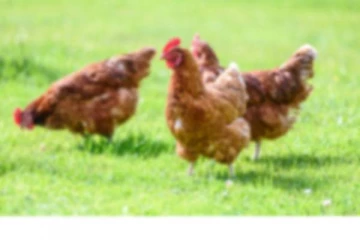 சீனாவில் பறவை காய்ச்சலா?...வெளியான தகவல்