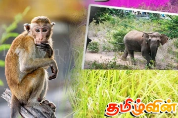 விவசாய நிலங்களை அழிக்கும் விலங்குகளை என்ன வேண்டுமானாலும் செய்யலாம்: லால்காந்த