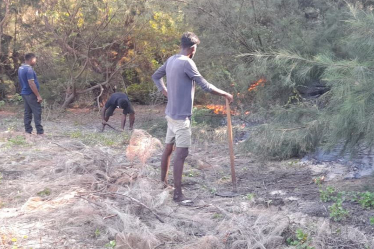 வடமராட்சி கிழக்கு மணல்காடு சவுக்கம் காட்டில் தீ பரவல்: கட்டுப்படுத்த அவசர நடவடிக்கை | Fire Spreads Manalkadu Soukkam Forest