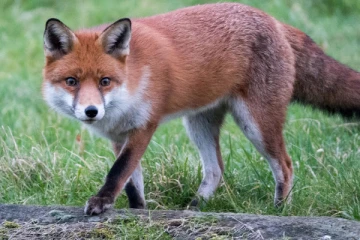 நரிகள் பற்றிய சில வியப்பூட்டும் தகவல்கள் இதோ!