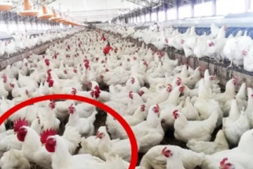 இலங்கையில் வரலாறு காணாத வகையில் கோழி இறைச்சியின் விலையில் ஏற்பட்ட மாற்றம்