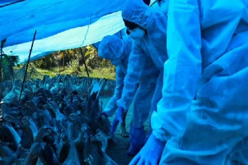 பிரித்தானியாவில் தீவிரமடையும் மோசமான பறவை காய்ச்சல்! தலைமை நிர்வாகி வெளியிட்டுள்ள தகவல்