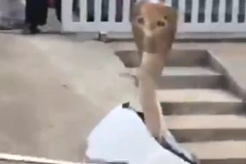 ஸ்கூட்டரில் மறைந்திருந்திருந்து படமெடுத்த நாகம்... நொடியில் பதற வைக்கும் அதிர்ச்சி காட்சி!