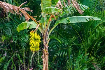 வாழையில் இத்தனை நன்மைகளா!