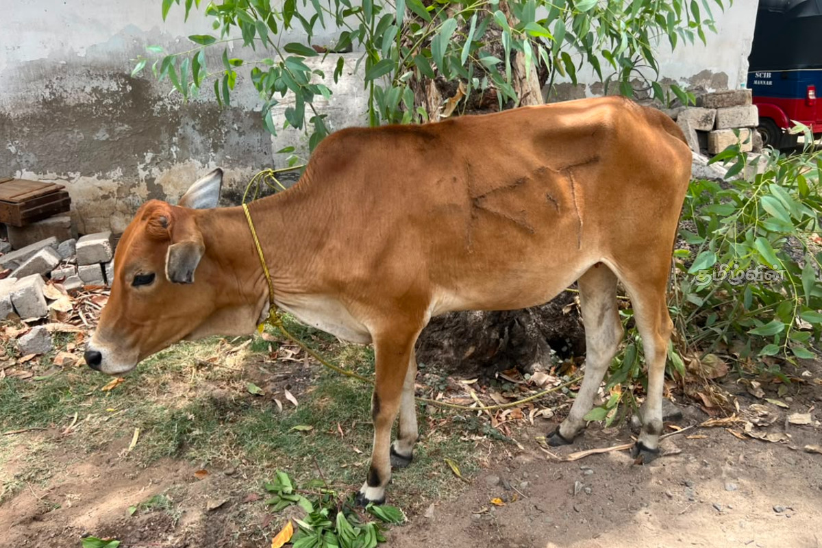 முச்சக்கர வண்டியில் மாடு கடத்தல் - பொலிஸ் அதிகாரி பதவி இடைநிறுத்தம் | Cow Smuggling In A Three Wheeler முச்சக்கர வண்டியில் மாடு கடத்தல் - பொலிஸ் அதிகாரி பதவி இடைநிறுத்தம் | Cow Smuggling In A Three Wheeler