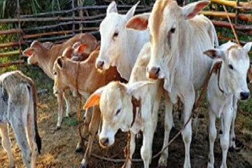 மத்திய மாகாணத்திலிருந்து மாடுகளை கொண்டு செல்ல தடை