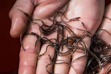 கனடாவிலிருந்து வெளிநாட்டுக்கு கடத்தப்படவிருந்த 109 கிலோ கிராம் மீன்கள் மீட்பு