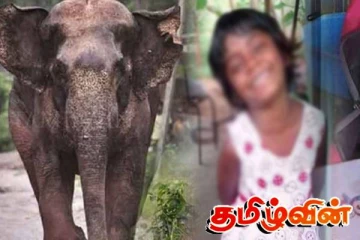 காட்டு யானை தாக்கியதில் 7 வயது சிறுமி பலி