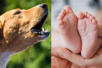 சிசுவின் சடலத்தை கடித்து குதறிய தெரு நாய்கள் ; 17 வயது சிறுமியால் வந்த வினை