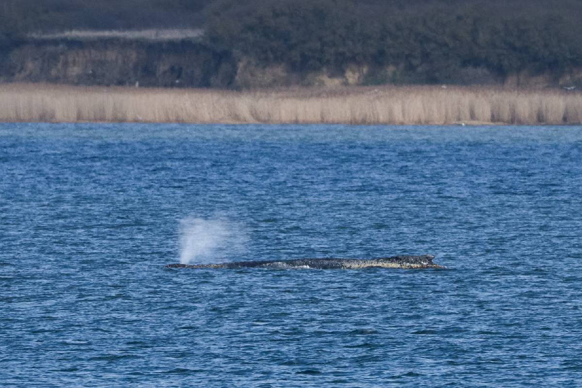ஜேர்மனி காப்பாற்ற போராடிய திமிங்கலம் உயிரிழந்துவிட்டதா? | Dead Whale Spotted In Denmark Is It Germany Timmy