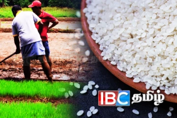 சம்பா அரிசி பற்றாக்குறை ஏற்பட வாய்ப்பு!