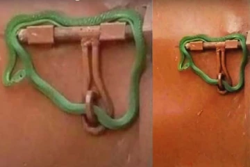 பாம்பினால் பூட்டப்பட்ட வீடு: இப்படியொரு முடிவு எதற்குனு தெரிஞ்சால் ஷாக் ஆகிடுவீங்க