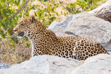 தேசிய பூங்காவில் தோல் உரிக்கப்பட்ட சிறுத்தையின் சடலம் மீட்பு