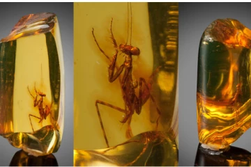 වයස අවුරුදු මිලියන 12කට වැඩි වන්දාට සිදු වූ දේ මෙන්න.(PHOTOS)