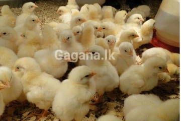 කුකුළු පැටවුන් ගැන විශේෂ තීරණයක්..!