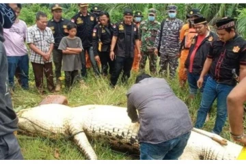 எட்டு வயது சிறுவனை உயிருடன் விழுங்கிய முதலை: ஒரு திகில் வீடியோ
