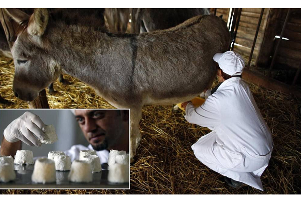 அட என்னது ஒரு கிலோ பன்னீர் 85 ஆயிரமா? உலகிலேயே இந்த வகை பன்னீருக்கு தான் மவுசு அதிகமாம்! | Worlds Expensive Cheese Known Pule Donkeys Milk