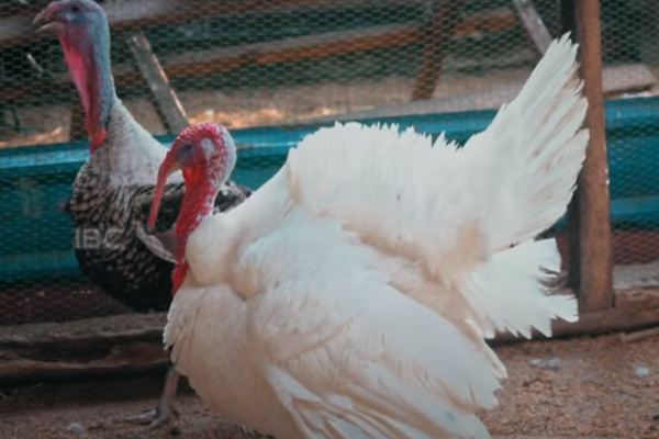 தமிழர் பகுதியில் பட்டையை கிளப்பும் கருங்கோழி வளர்ப்பு! (Video) | Reecha Organic Farm Black Chicken Farming