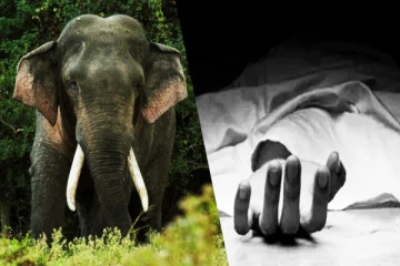 காட்டு யானை தாக்கியதில் ஒருவர் சம்பவ இடத்திலேயே உயிரிழப்பு