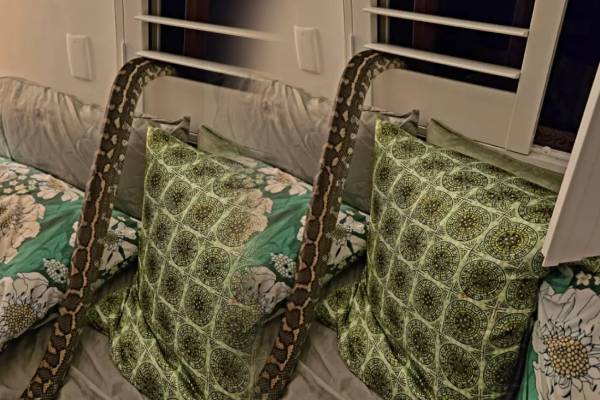 நள்ளிரவில் நேர்ந்த அதிர்ச்சி ; அழையா விருந்தாளியாய் பெண்ணின் மார்பில் படுத்திருந்த மலைபாம்பு | Shock Middle Night Snake Lying On Chest Unmoving நள்ளிரவில் நேர்ந்த அதிர்ச்சி ; அழையா விருந்தாளியாய் பெண்ணின் மார்பில் படுத்திருந்த மலைபாம்பு | Shock Middle Night Snake Lying On Chest Unmoving