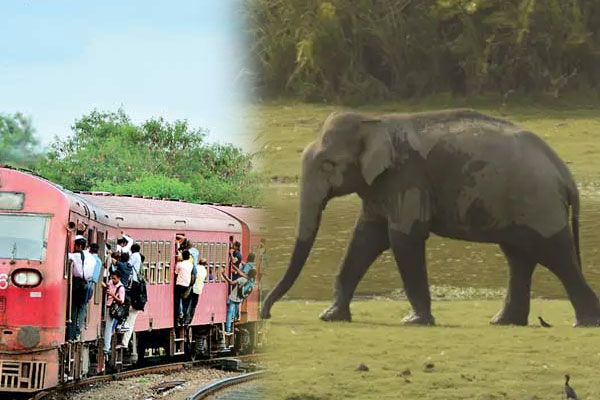 மட்டக்களப்பில் இருந்து சென்ற தொடருந்துடன் யானை மோதி உயிரிழப்பு | Elephant Collision With Train From Batticaloa