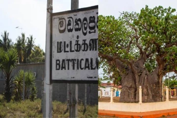 மட்டக்களப்பு நகரில் சர்ச்சைக்குள்ளான 400 வருடங்கள் பழமை வாய்ந்த மரத்தை வெட்ட அனுமதி!