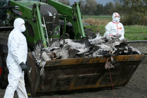 ஜேர்மனியில் பரவும் பறவைக்காய்ச்சல்: 500,000 பறவைகள் அழிப்பு | Germany 500000 Birds Culled As Flu Spreads ஜேர்மனியில் பரவும் பறவைக்காய்ச்சல்: 500,000 பறவைகள் அழிப்பு | Germany 500000 Birds Culled As Flu Spreads