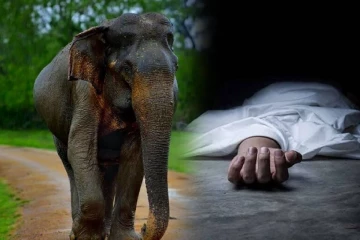 புத்தளத்தில் காட்டு யானை தாக்கி வனஜீவராசிகள் திணைக்கள ஊழியர் பலி