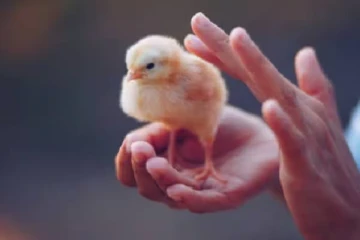 குழந்தை பிறக்க பரிகாரம்; கோழிக்குஞ்சை உயிரோடு விழுங்கிய இளைஞர் - இறுதியில் நேர்ந்த கதி