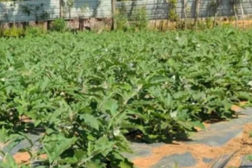 யாழில் வெற்றியளித்துள்ள புதிய முயற்சி