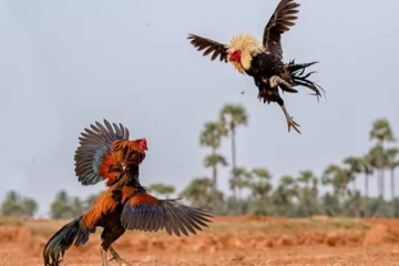 சேவல் சண்டைக்கு தடை! தமிழக அரசாங்கத்துக்கு உத்தரவு!