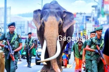 නැදුන්ගමුවේ රාජා හස්තියා ගැන අලුත්ම ආරංචිය මෙන්න..