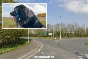 பிரித்தானியாவில் நாய் கடி தாக்குதலில் 6 பேர் படுகாயம்! 2 பேர் சந்தேகத்தின் பேரில் கைது!