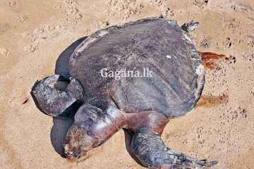 කැස්බෑවුන් මිය යන්න හේතුව මුහුදේ වූ පිපිරීමක්.