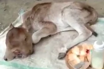 விசித்திரமாக பிறந்த கன்று குட்டியை தெய்வமாக வழிபடும் மக்கள்! வேதனையில் தவிக்கும் தாய் பசு