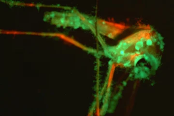 கொசுக்களை கவர்ந்து கொல்லும் பூஞ்சை: ஒரு அரிய ஆய்வு