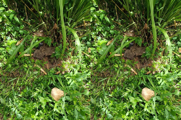 குப்பை மேட்டுக்கு அருகில் கண்டுபிடிக்கப்பட்ட மனித எலும்புக்கூடு | Human Skeletal Remains Foundr Garbage Dump